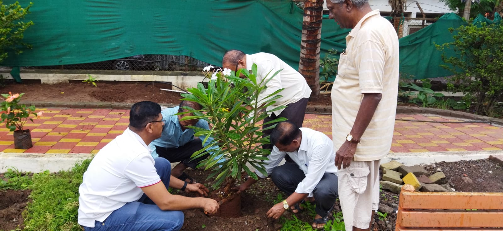 Tree plantation